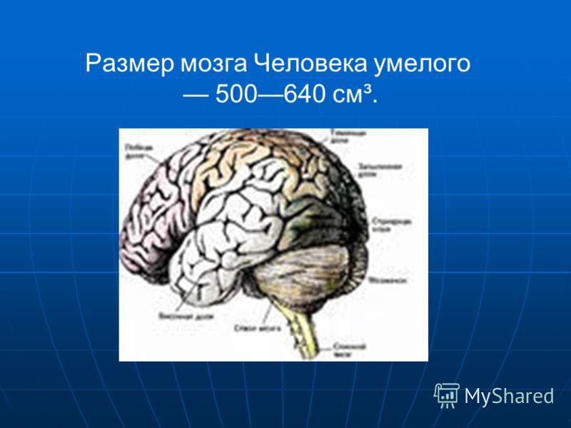 Размер мозга Человека умелого 500640 см³.