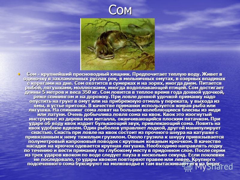 Сом Сом - крупнейший пресноводный хищник. Предпочитает теплую воду. Живет в одиночку в захламленных руслах рек, в мельничных омутах, в озерных впадинах с корягами на дне. Сом охотится в сумерках и на зорях, иногда днем. Питается рыбой, лягушками, мол