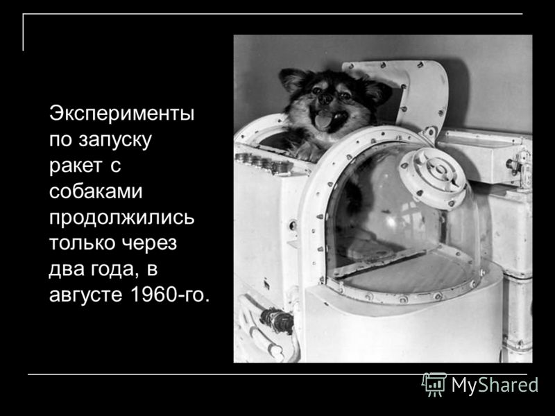 Эксперименты по запуску ракет с собаками продолжились только через два года, в августе 1960-го.