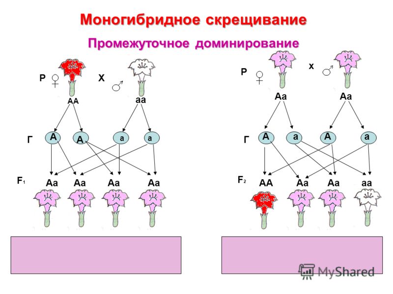 Моногибридное скрещивание картинки