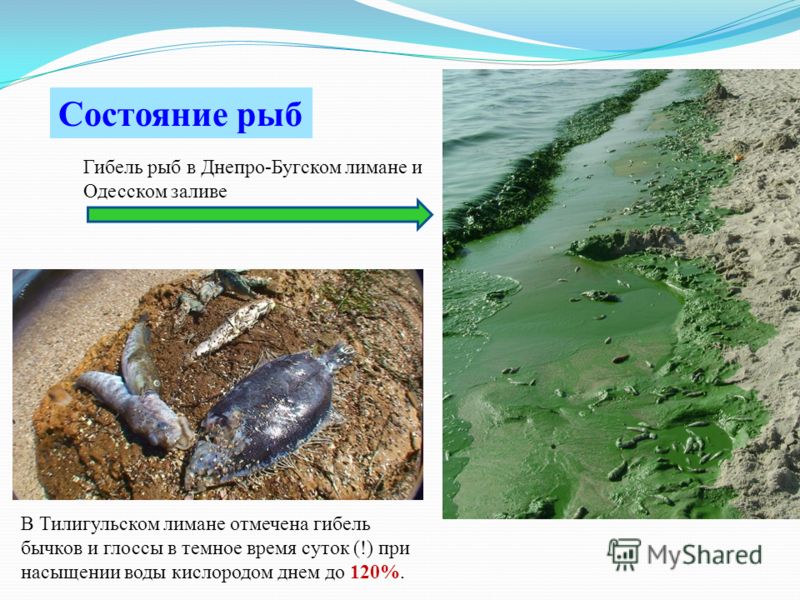 В Тилигульском лимане отмечена гибель бычков и глоссы в темное время суток (!) при насыщении воды кислородом днем до 120%. Состояние рыб Гибель рыб в Днепро-Бугском лимане и Одесском заливе