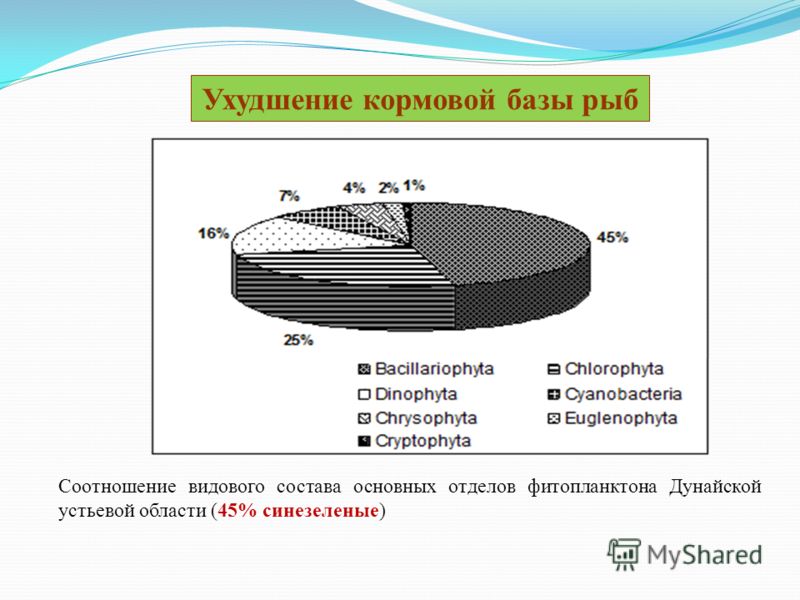 Ухудшение кормовой базы рыб Соотношение видового состава основных отделов фитопланктона Дунайской устьевой области (45% синезеленые)