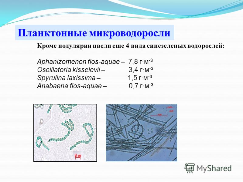 Кроме нодулярии цвели еще 4 вида синезеленых водорослей: Aphanizomenon flos-aquae – 7,8 г·м -3 Oscillatoria kisselevii – 3,4 г·м -3 Spyrulina laxissima – 1,5 г·м -3 Anabaena flos-aquae – 0,7 г·м -3 Планктонные микроводоросли