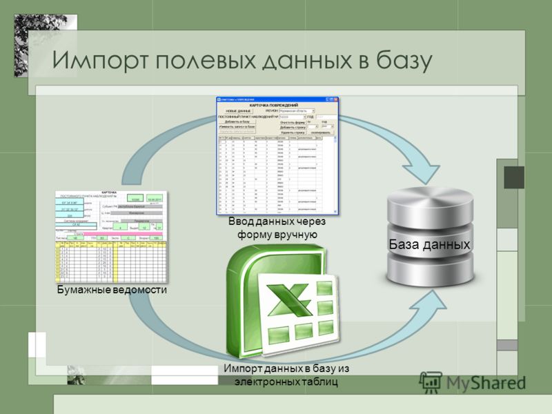 Импорт полевых данных в базу База данных Ввод данных через форму вручную Бумажные ведомости Импорт данных в базу из электронных таблиц