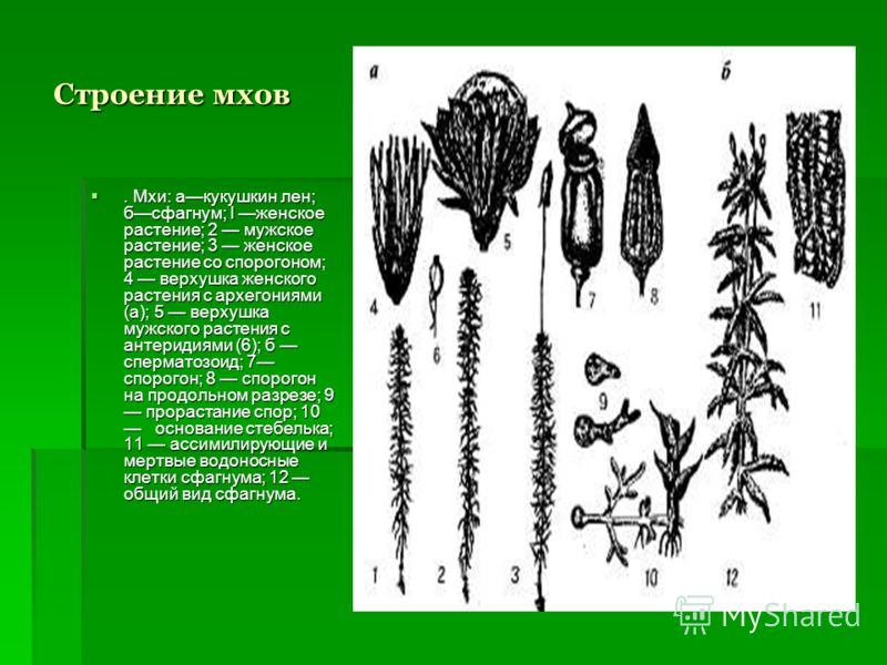 Строение мхов. Мхи: акукушкин лен; бсфагнум; I женское растение; 2 мужское растение; 3 женское растение со спорогоном; 4 верхушка женского растения с архегониями (а); 5 верхушка мужского растения с антеридиями (6); б сперматозоид; 7 спорогон; 8 споро