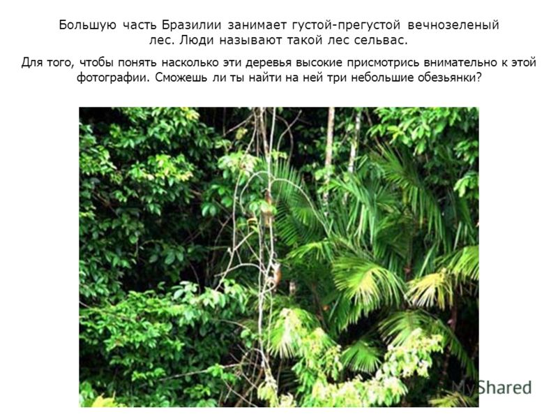Большую часть Бразилии занимает густой-прегустой вечнозеленый лес. Люди называют такой лес сельвас. Для того, чтобы понять насколько эти деревья высокие присмотрись внимательно к этой фотографии. Сможешь ли ты найти на ней три небольшие обезьянки?