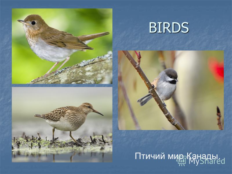BIRDS BIRDS Птичий мир Канады.