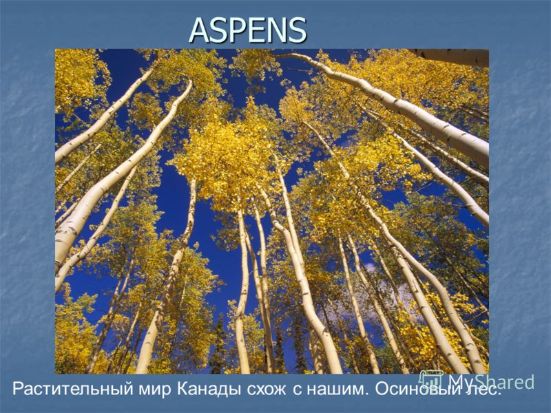 ASPENS Растительный мир Канады схож с нашим. Осиновый лес.