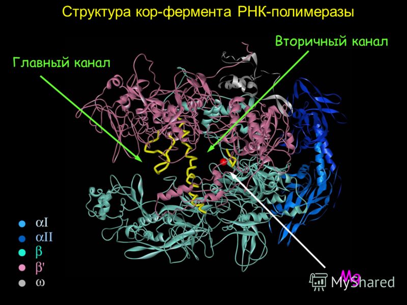 Структура кор-фермента РНК-полимеразы Mg Главный канал Вторичный канал