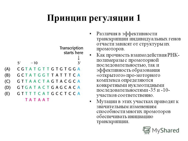 Принцип регуляции 1 Различия в эффективности транскрипции индивидуальных генов отчасти зависят от структуры их промоторов. Как прочность взаимодействия РНК- полимеразы с промоторной последовательностью, так и эффективность образования «открытого» про