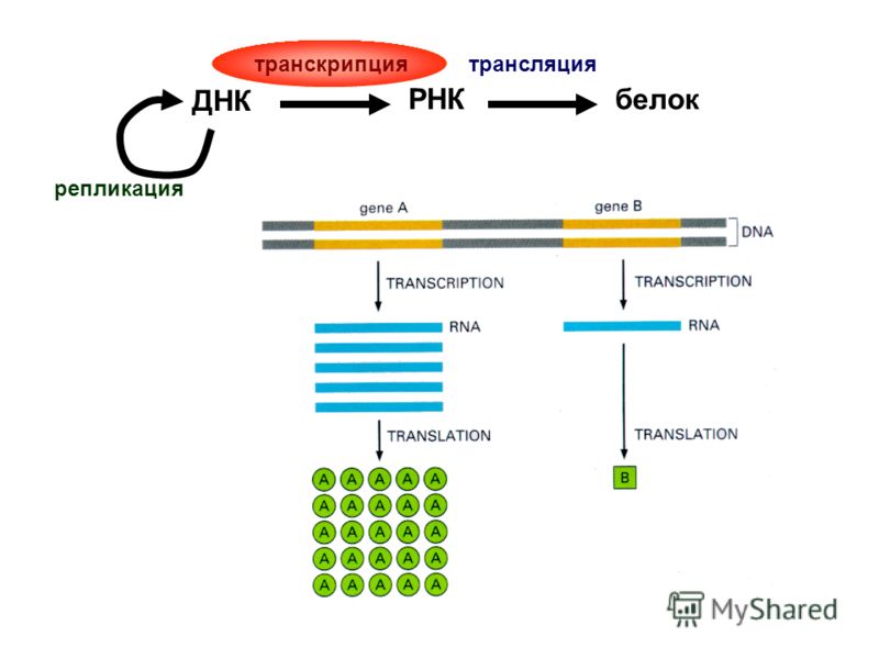 ДНК РНКбелок транскрипциятрансляция репликация
