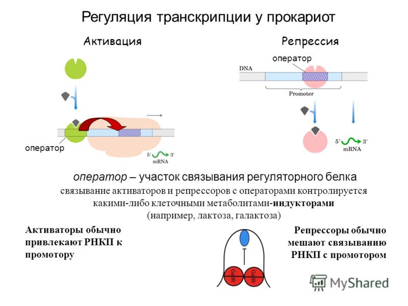 Вяжешь транскрипция Вяжешь транскрипция