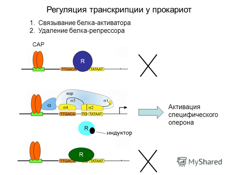 R R R Регуляция транскрипции у прокариот Активация специфического оперона СAP индуктор 1.Связывание белка-активатора 2.Удаление белка-репрессора