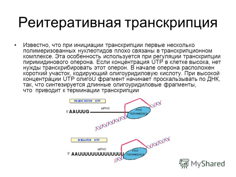 Реитеративная транскрипция Известно, что при инициации транскрипции первые несколько полимеризованных нуклеотидов плохо связаны в транскрипционном комплексе. Эта особенность используется при регуляции транскрипции пиримидинового оперона. Если концент