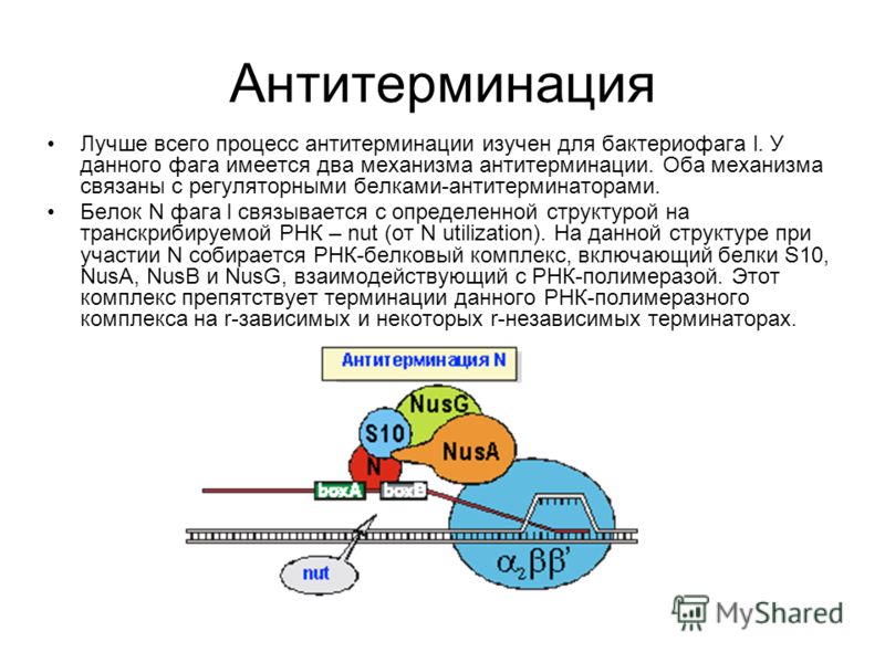 Антитерминация Лучше всего процесс антитерминации изучен для бактериофага l. У данного фага имеется два механизма антитерминации. Оба механизма связаны с регуляторными белками-антитерминаторами. Белок N фага l связывается с определенной структурой на
