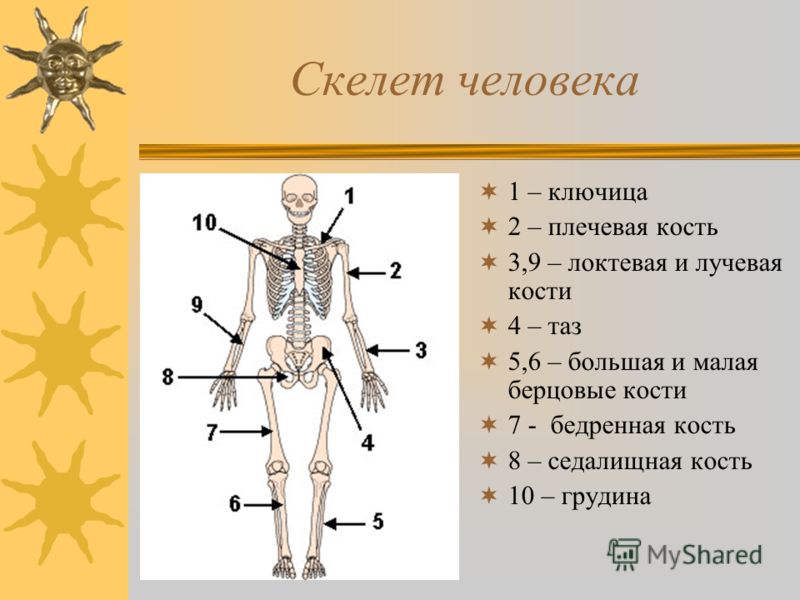 Скелет Человека С Органами Фото