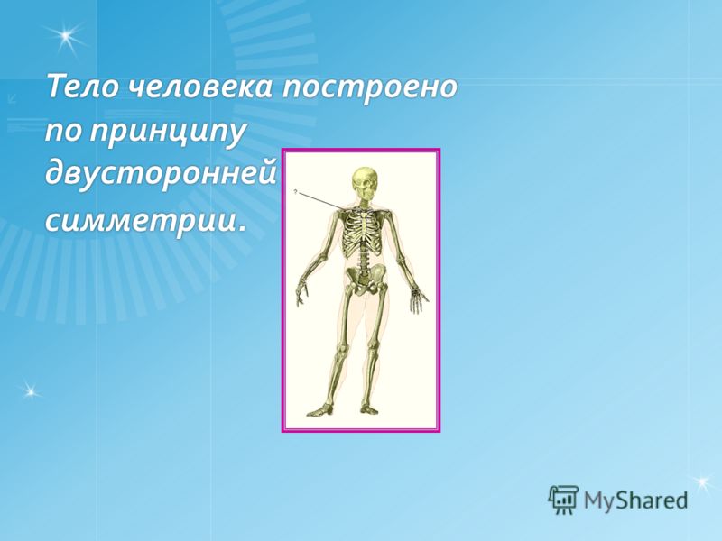 Тело человека построено по принципу двусторонней симметрии.