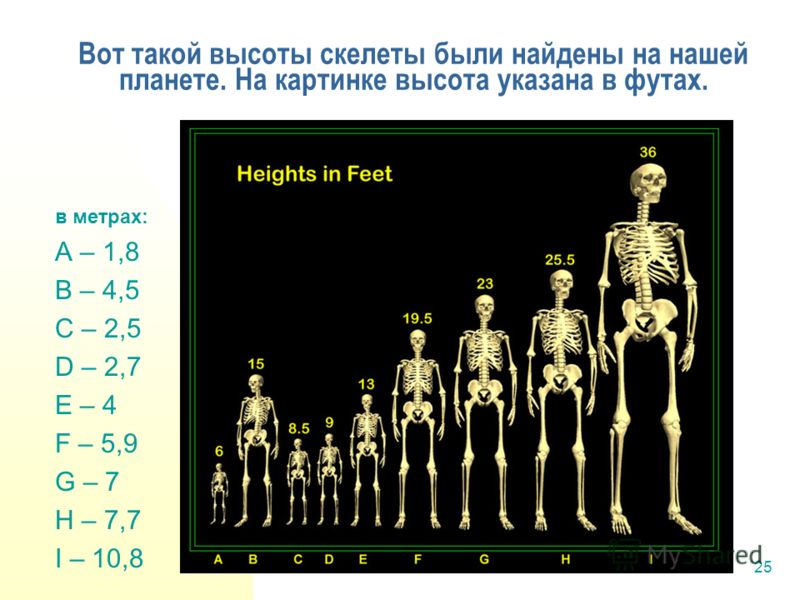 25 Вот такой высоты скелеты были найдены на нашей планете. На картинке высота указана в футах. в метрах: A – 1,8 B – 4,5 C – 2,5 D – 2,7 E – 4 F – 5,9 G – 7 H – 7,7 I – 10,8
