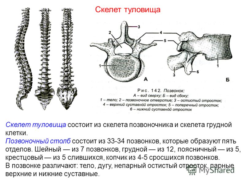 Скелет туловища состоит из скелета позвоночника и скелета грудной клетки. Позвоночный столб состоит из 33-34 позвонков, которые образуют пять отделов. Шейный из 7 позвонков, грудной из 12, поясничный из 5, крестцовый из 5 слившихся, копчик из 4-5 сро