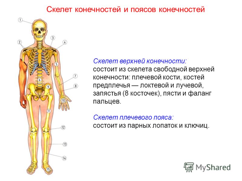 Скелет верхней конечности: состоит из скелета свободной верхней конечности: плечевой кости, костей предплечья локтевой и лучевой, запястья (8 косточек), пясти и фаланг пальцев. Скелет плечевого пояса: состоит из парных лопаток и ключиц. Скелет конечн