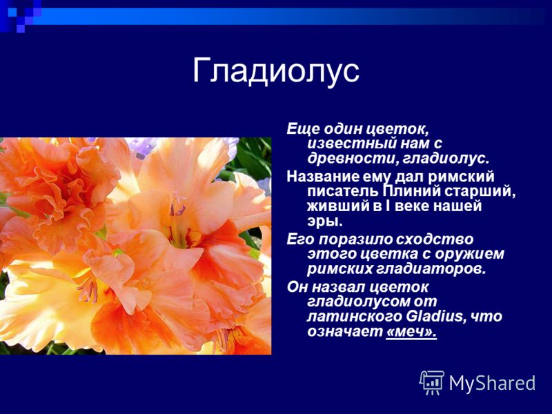 Стих про цветок гладиолуса Стих про цветок гладиолуса
