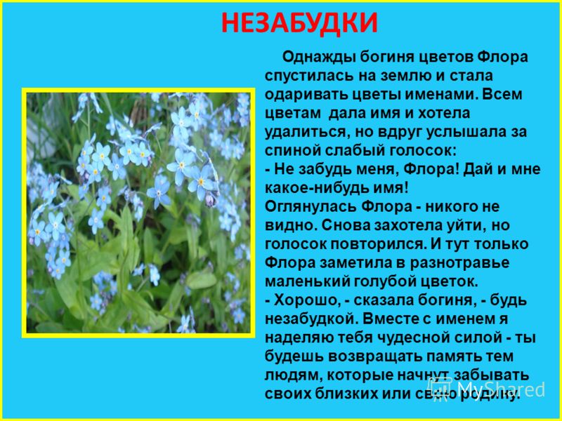 Весенние цветы и описание Весенние цветы и описание