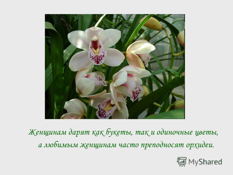 Женщинам дарят как букеты, так и одиночные цветы, а любимым женщинам часто преподносят орхидеи.