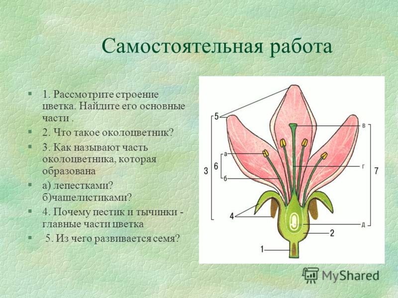 Кроссворд по биологии цветок.стрение цветка 6 класс