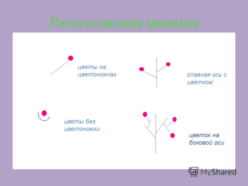 Гиацинт цветок значение цветка Гиацинт цветок значение цветка
