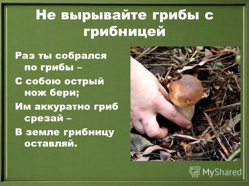 Не вырывайте грибы с грибницей Раз ты собрался по грибы – С собою острый нож бери; Им аккуратно гриб срезай – В земле грибницу оставляй.