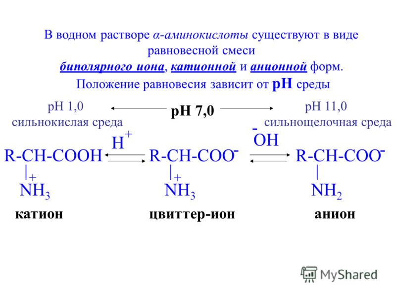 R-CH-COO NH 3 - + OH - R-CH-COO NH 2 - + H R-CH-COOH NH 3 + цвиттер-ион анионкатион В водном растворе α-аминокислоты существуют в виде равновесной смеси биполярного иона, катионной и анионной форм. Положение равновесия зависит от pH среды pH 7,0 pH 1