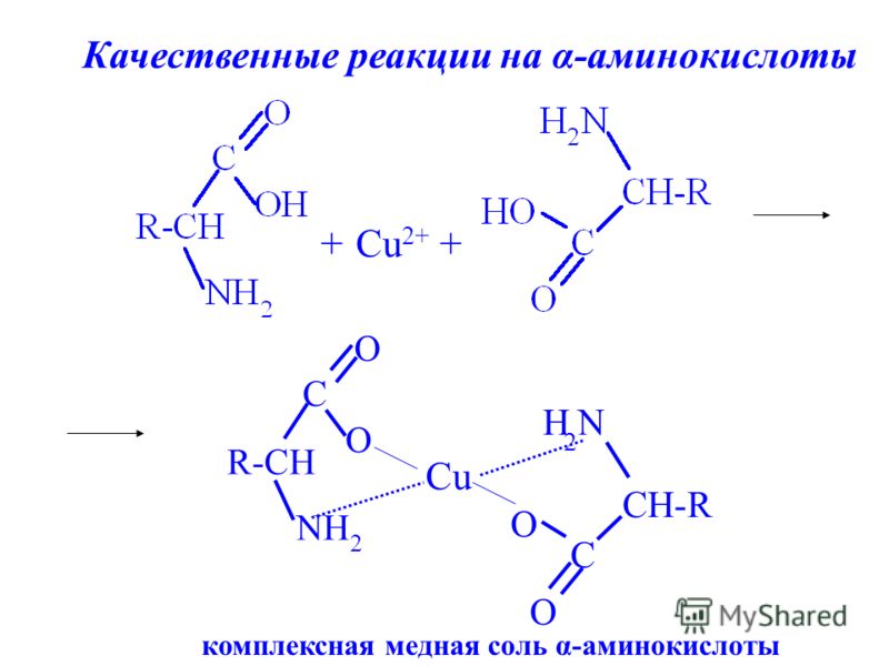 +Cu 2+ + R-CH NH 2 C O O CH-R H 2 N C O O Cu комплексная медная соль α-аминокислоты Качественные реакции на α-аминокислоты