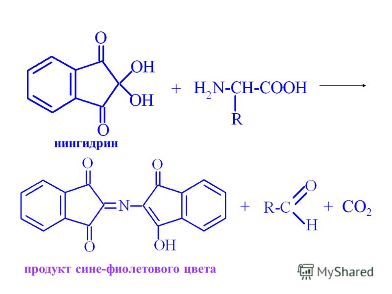 + ++CO 2 нингидрин продукт сине-фиолетового цвета