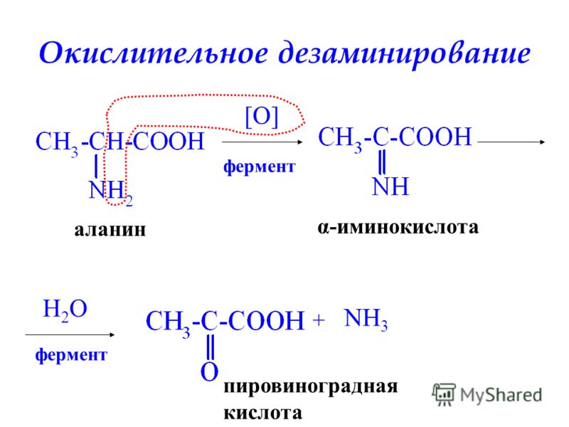 Окислительное дезаминирование аланин [O] фермент α-иминокислота H2OH2O фермент пировиноградная кислота + NH 3