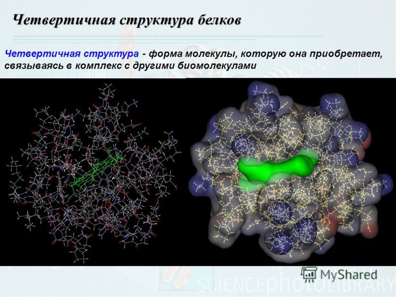 Четвертичная структура - форма молекулы, которую она приобретает, связываясь в комплекс с другими биомолекулами Четвертичная структура белков