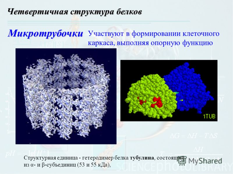 Микротрубочки Участвуют в формировании клеточного каркаса, выполняя опорную функцию Структурная единица - гетеродимер белка тубулина, состоящий из α- и β-субъединиц (53 и 55 кДа), Четвертичная структура белков