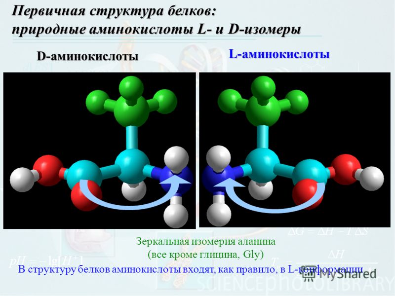 Первичная структура белков: природные аминокислоты L- и D-изомеры L-аминокислоты D-аминокислоты В структуру белков аминокислоты входят, как правило, в L-конформации Зеркальная изомерия аланина (все кроме глицина, Gly)