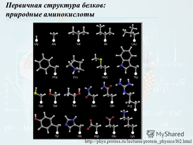 http://phys.protres.ru/lectures/protein_physics/l02.html Первичная структура белков: природные аминокислоты