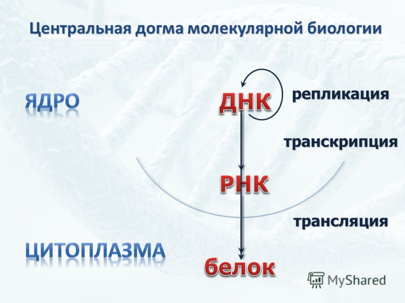 Схема центральная догма биологии Схема центральная догма биологии