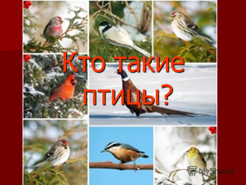 Кто такие птицы?
