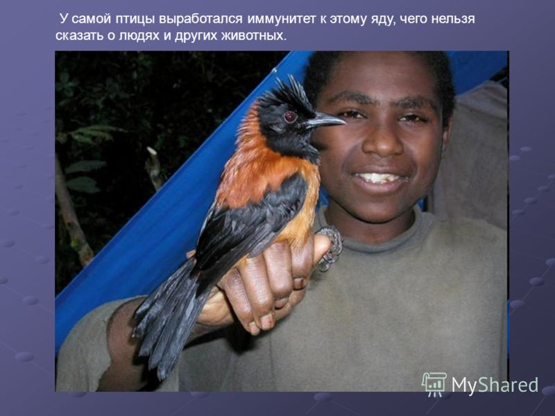 У самой птицы выработался иммунитет к этому яду, чего нельзя сказать о людях и других животных.