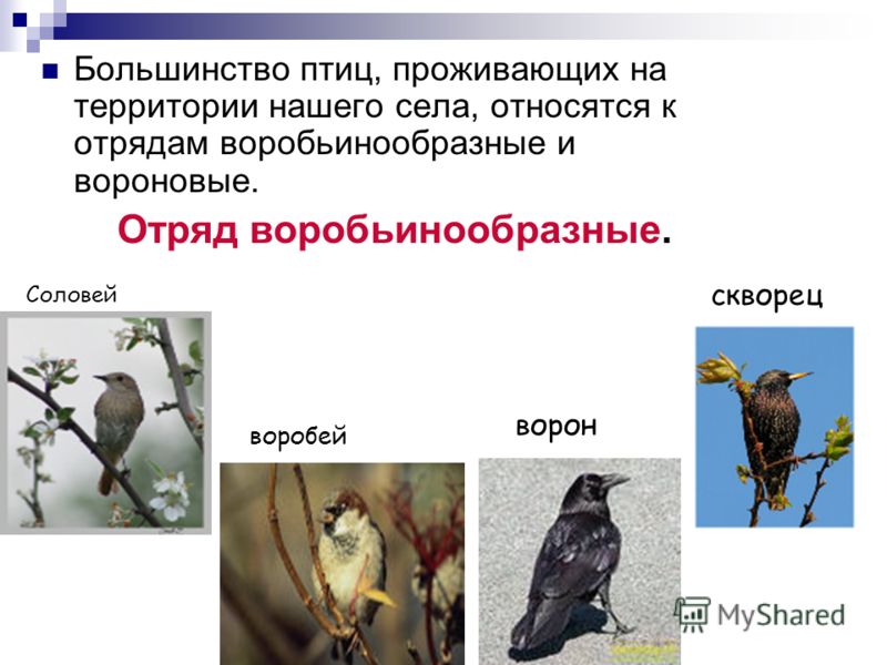 Дендрофильные птицы Вторая группа птиц -это дендрофильные птицы. Их численность бывает невелика, а видовое разнообразие - значительным. Это- врановые птицы. Серая ворона Сорока