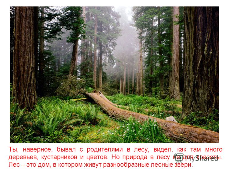Жизнь леса