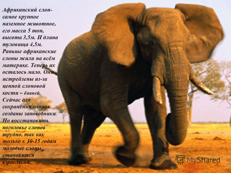 Африканский слон- самое крупное наземное животное, его масса 5 тон, высота 3,5м. И длина туловища 4,5м. Раньше африканские слоны жили на всём материке. Теперь их осталось мало. Они истреблены из-за ценной слоновой кости – бивней. Сейчас для сохранени