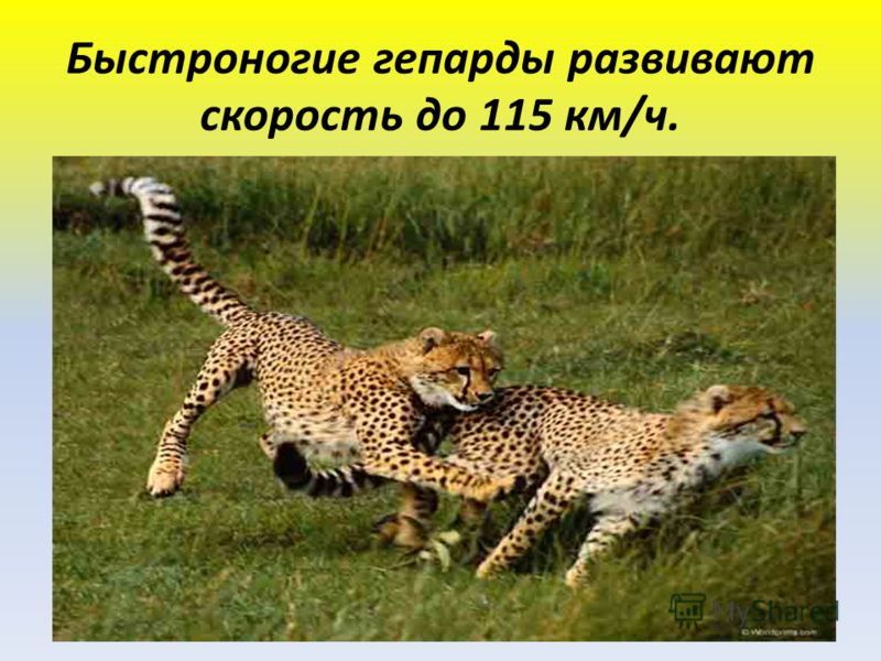 Быстроногие гепарды развивают скорость до 115 км/ч.