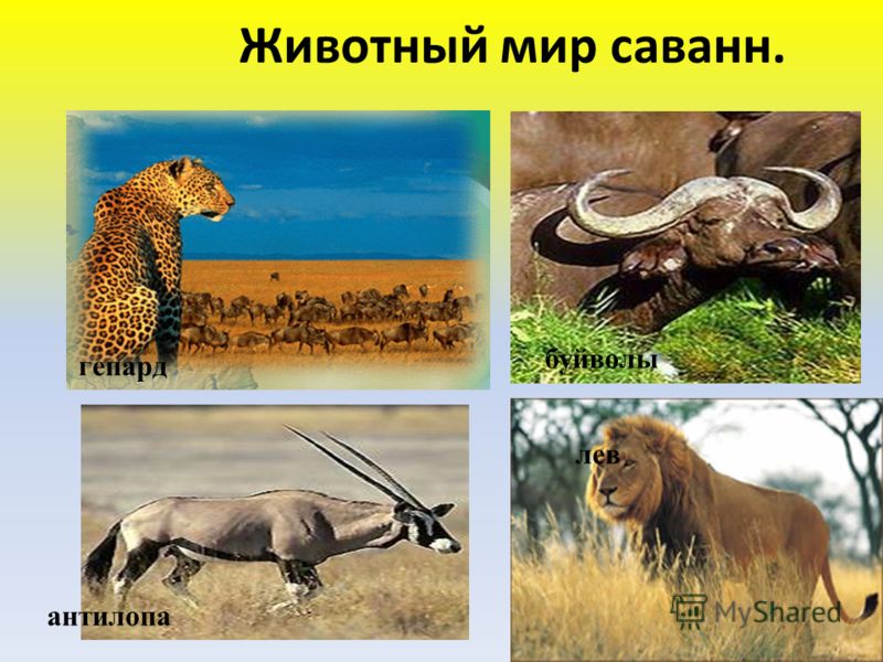 Животный мир саванн. гепард антилопа буйволы лев