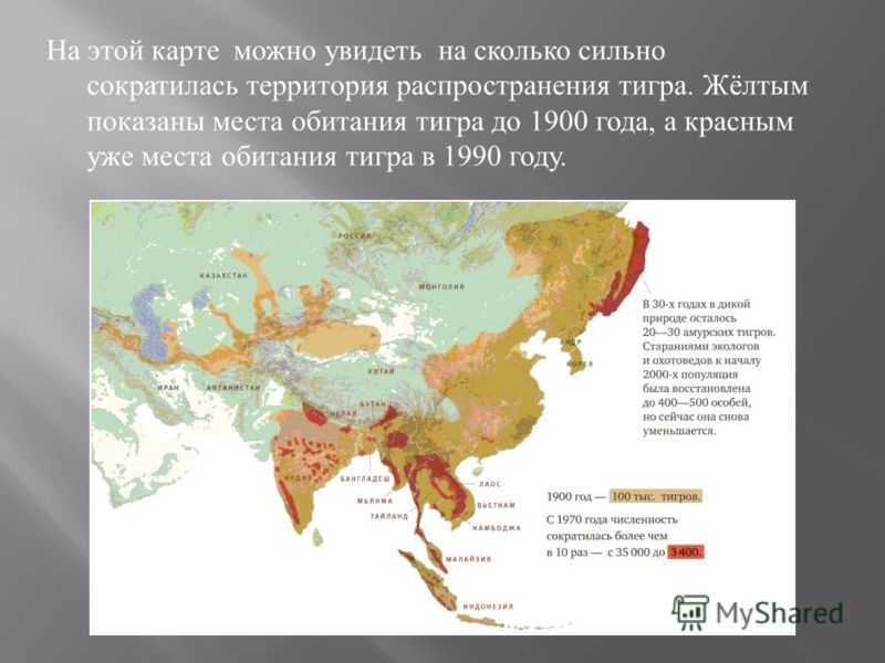 На этой карте можно увидеть на сколько сильно сократилась территория распространения тигра. Жёлтым показаны места обитания тигра до 1900 года, а красным уже места обитания тигра в 1990 году.