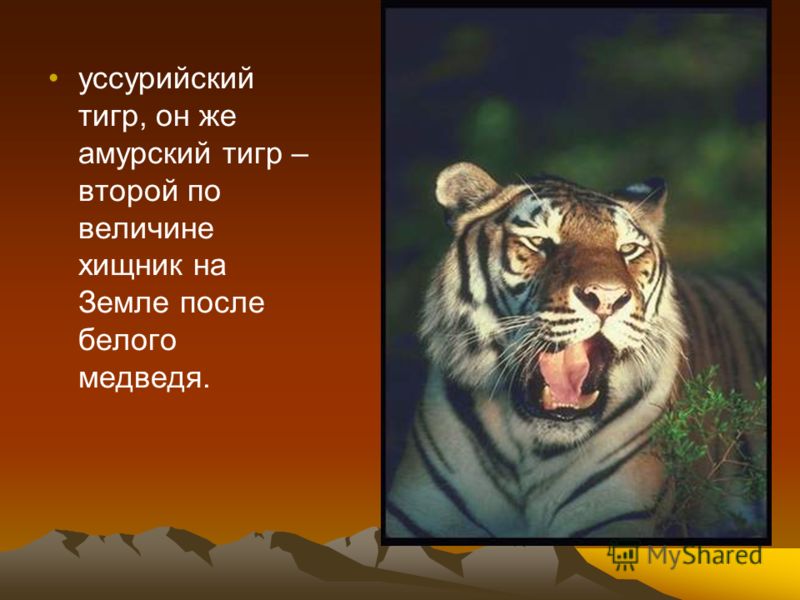 уссурийский тигр, он же амурский тигр – второй по величине хищник на Земле после белого медведя.