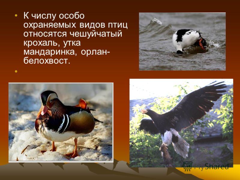 К числу особо охраняемых видов птиц относятся чешуйчатый крохаль, утка мандаринка, орлан- белохвост.