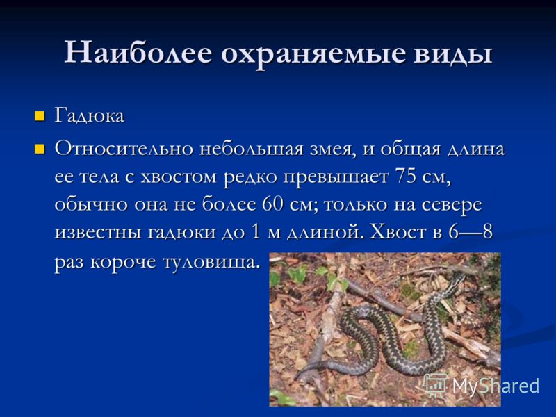 Наиболее охраняемые виды Гадюка Гадюка Относительно небольшая змея, и общая длина ее тела с хвостом редко превышает 75 см, обычно она не более 60 см; только на севере известны гадюки до 1 м длиной. Хвост в 68 раз короче туловища. Относительно небольш